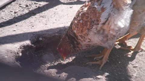 Chickens! Video stock 132774432