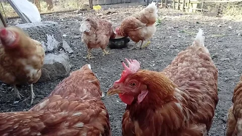 The chickens Stock Footage 136567464