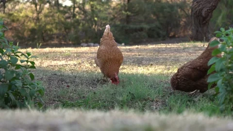 Chickens Vidéo 142532867