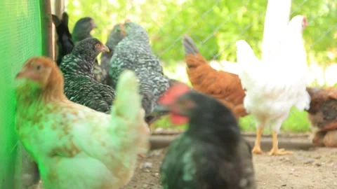 CHICKENS Stock Footage 158049788