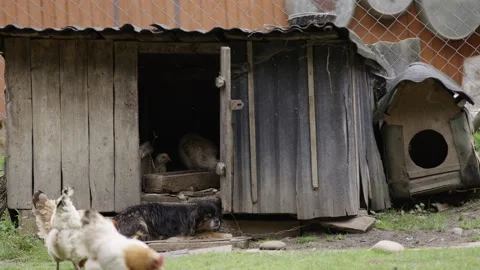 Chickens Stockbeeldmateriaal 165561139