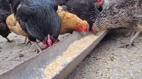 Chickens Stock Footage 250490638
