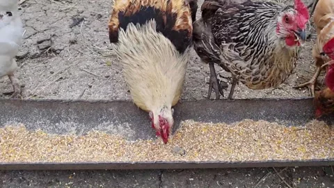 Chickens Stock Footage 250490642