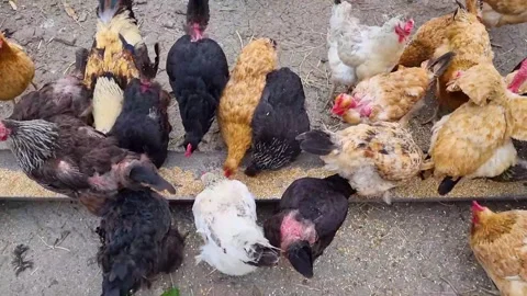 Chickens Video stock 250490645