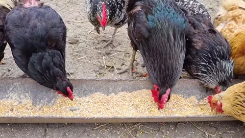 Chickens Video stock 250490648