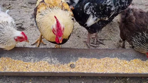 Chickens Video stock 250490651