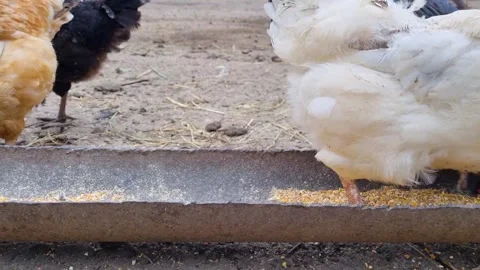 Chickens Stock Footage 250490652