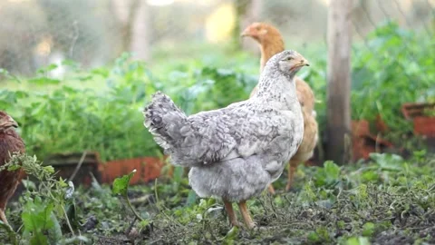 Chickens Stock-Footage 259502816