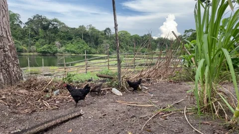 Chickens Видео 296449281