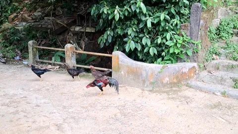 Chickens Stock Footage 329908465