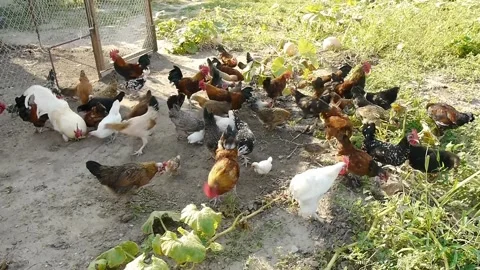 Chickens Stock Footage 343098394