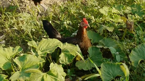 Chickens Stock Footage 343109757
