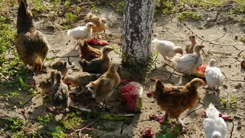 Chickens Stock Footage 343145721