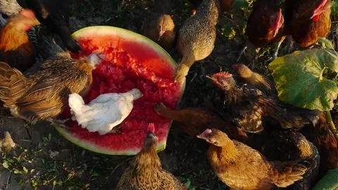 Chickens Stock Footage 343149913