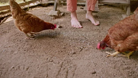 Chickens forage on a farm while a person enjoys the simple life in nature Stock Footage 301489945