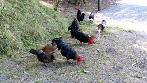 Chickens Foraging for Food Stock Footage 293221267