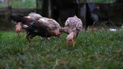 Chickens foraging in the garden Stock Footage 319387669