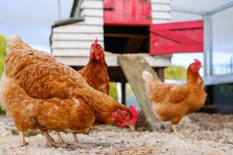 Chickens foraging on the ground, exploring their surroundings near a rustic.. Stock Photos