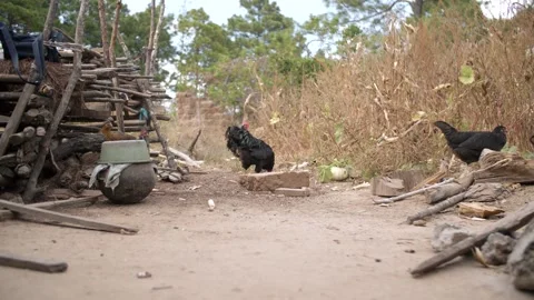 Chickens Foraging Outside In Mexico Stock-Footage 347850446