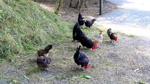 Chickens Foraging in the Park Stock Footage 293225275