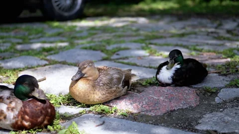 Chickens Foraging in Park Stock Footage 293227750