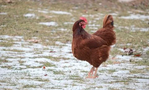 Chickens foraging Stock Photos