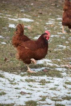 Chickens foraging Stock Photos
