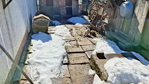 Chickens Foraging in a Rustic Farmyard with Melting Spring Snow Stock-Footage 330846710