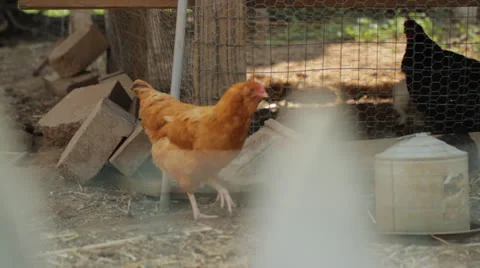 Chickens Free Range Stock Footage 24818458