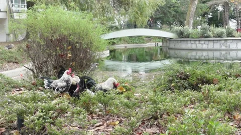 Chickens at the garden behind Super Bock Arena Stock Footage 293739431