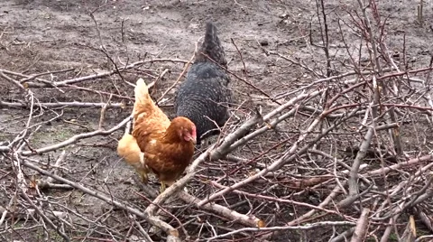 Chickens in a garden Video stock 46828166