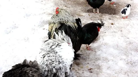 Chickens in a garden Stock Footage 46828455