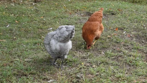 Chickens in the garden Video stock 133199081