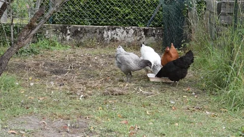 Chickens in the garden Stock Footage 133736392