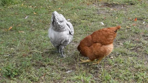 Chickens in the garden Stock Footage 133737570