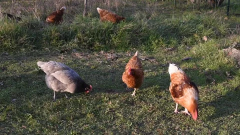 Chickens in the garden Stock Footage 149890589