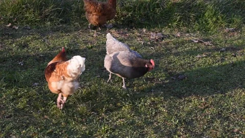 Chickens in the garden Stock Footage 149891092