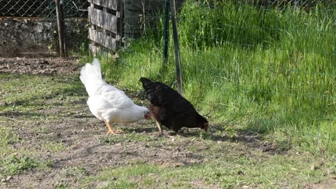 Chickens in the garden Stock Footage 152760202