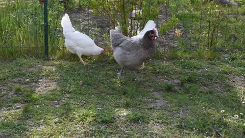 Chickens in the garden Stock Footage 152934428