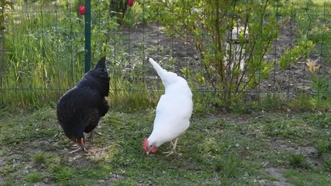 Chickens in the garden Stock Footage 153019852