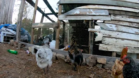 Chickens gathering around the coop Stock Footage 142816980