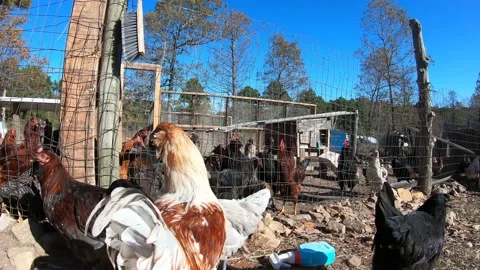 Chickens gathering around the coop Stock Footage 142817345