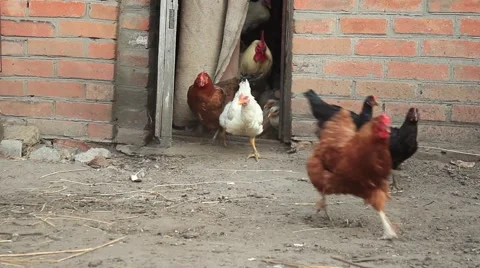 Chickens Geese run fast Video stock 54703153