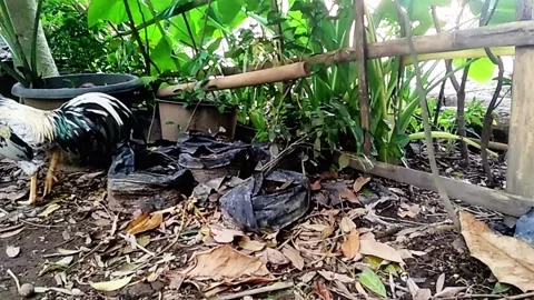 The Chickens Getting Confusing Stock Footage 286977919