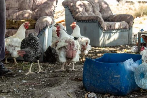 Chickens getting fed at outisde of an old farm Foto stock