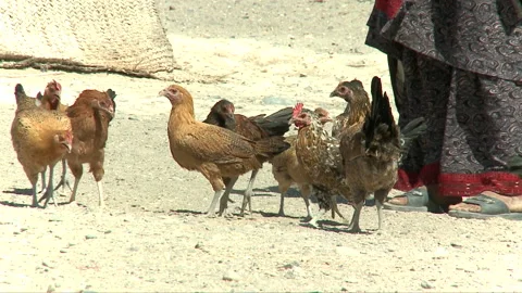 Chickens getting feed Stock Footage 202210060