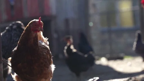 Chickens getting the seeds Stock Footage 84185929