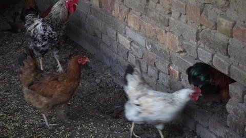 Chickens go to the barn Stock-Footage 107974566