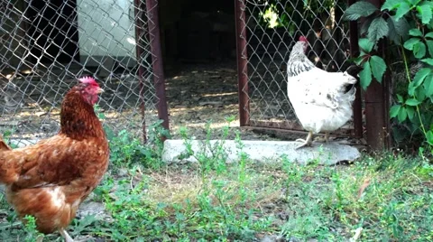 Chickens go inside of cage Stock Footage 52110325