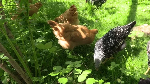 Chickens in the grass eating Stock Footage 114583132